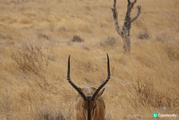 Etosha National Park ～來到非洲納米比亞...
