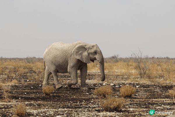 Etosha National Park ～來到非洲納米比亞...