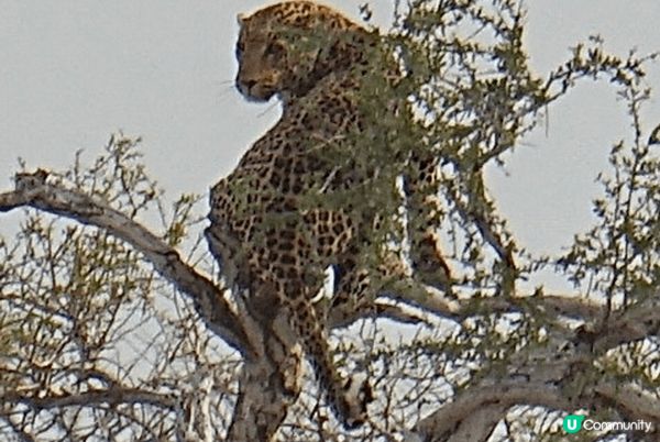 Etosha National Park ～來到非洲納米比亞...