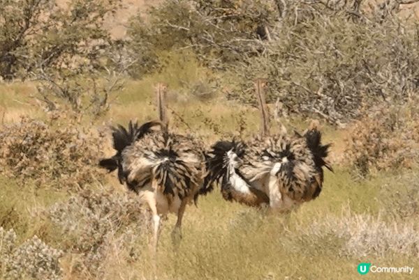 Etosha National Park ～來到非洲納米比亞...