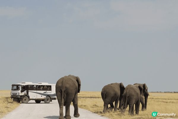 Etosha National Park ～來到非洲納米比亞...