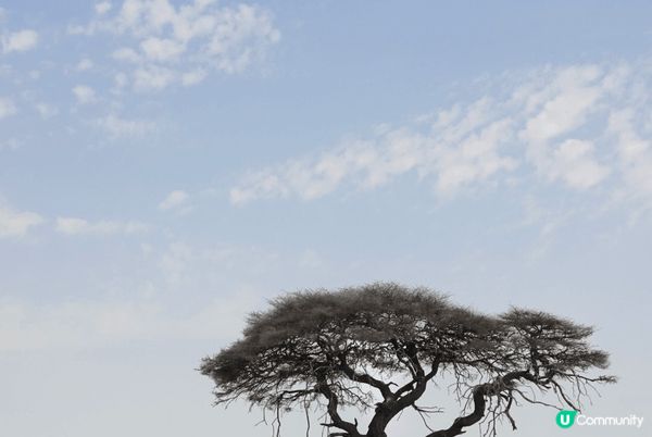 Etosha National Park ～來到非洲納米比亞...