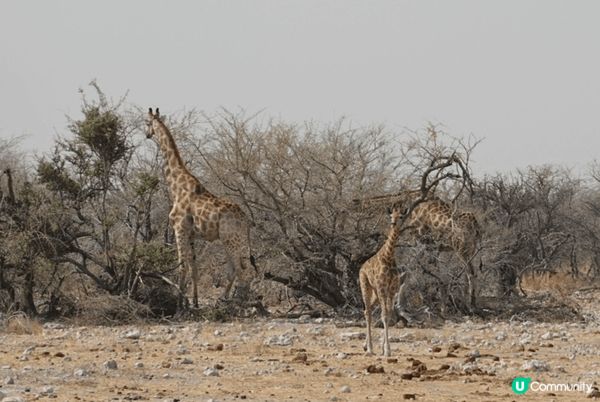 Etosha National Park ～來到非洲納米比亞...