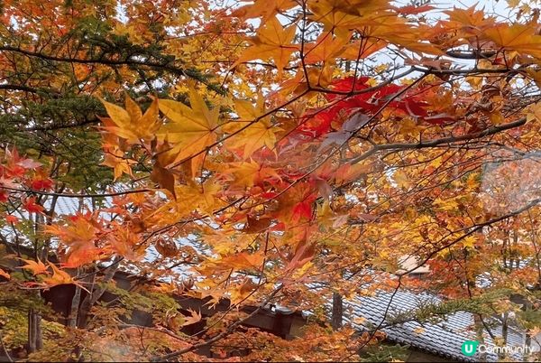 日本的紅葉最為吸引，而湯宿係一個讓人遠離煩囂，景色宜人好地方...