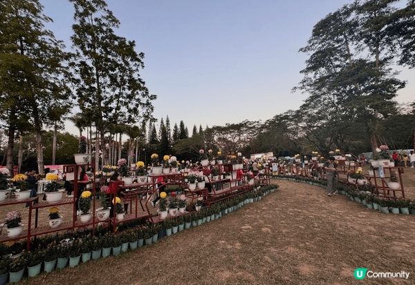 深圳東湖菊花會開鑼！親子必去,玩轉充氣城堡！