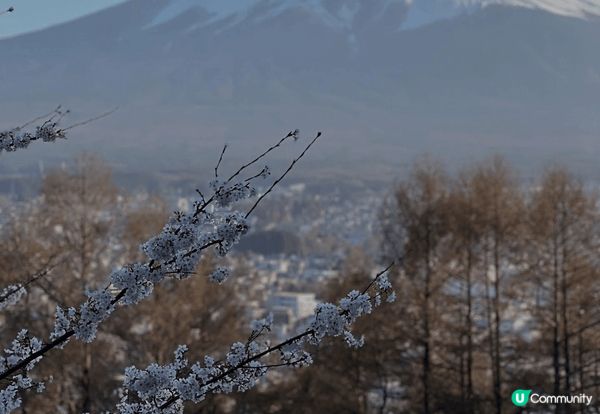 三四月當然要去東京賞櫻，普通東京街道都已經靚到不得了，今年特...
