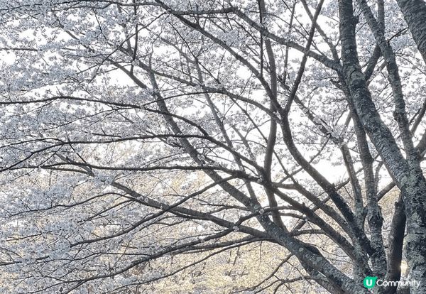 三四月當然要去東京賞櫻，普通東京街道都已經靚到不得了，今年特...