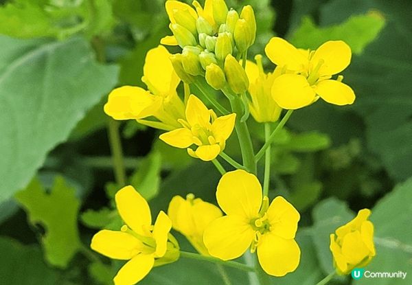 深圳光明歡樂田園，車程畧遠，但可以一睹油菜花田，兩排黃色風鈴...