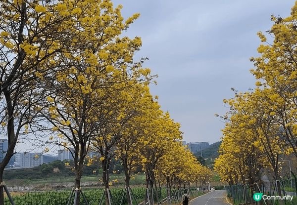 深圳光明歡樂田園，車程畧遠，但可以一睹油菜花田，兩排黃色風鈴...