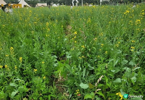 深圳光明歡樂田園，車程畧遠，但可以一睹油菜花田，兩排黃色風鈴...