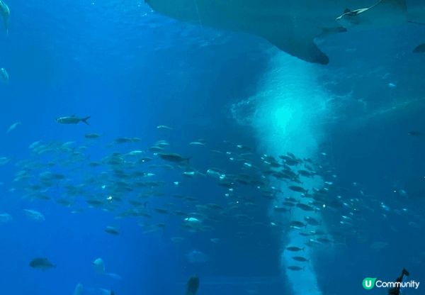 去沖繩鐘乳石洞/美麗海水族館，睇自然靚景色