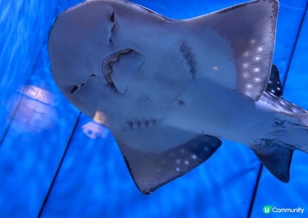 位置沖繩的古宇利島