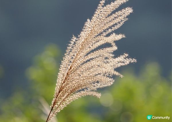 大棠紅葉🍁楓香林😍又到咗打卡嘅時候啦‼️