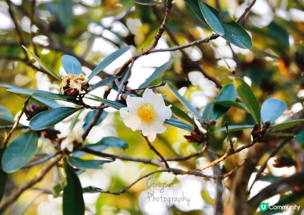 大棠紅葉🍁楓香林😍又到咗打卡嘅時候啦‼️