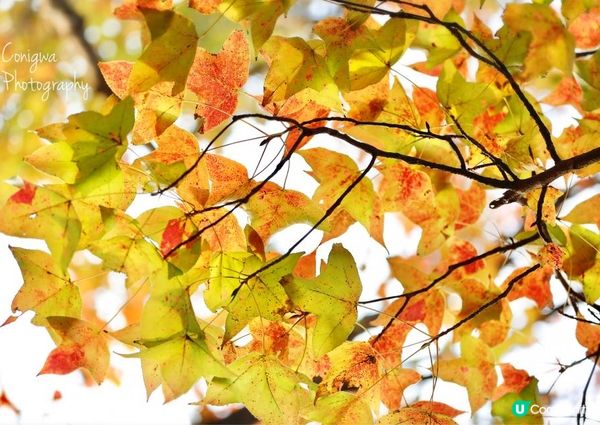 大棠紅葉🍁楓香林😍又到咗打卡嘅時候啦‼️