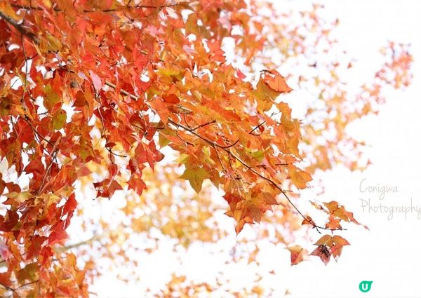 大棠紅葉🍁楓香林😍又到咗打卡嘅時候啦‼️