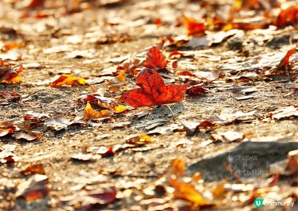 大棠紅葉🍁楓香林😍又到咗打卡嘅時候啦‼️