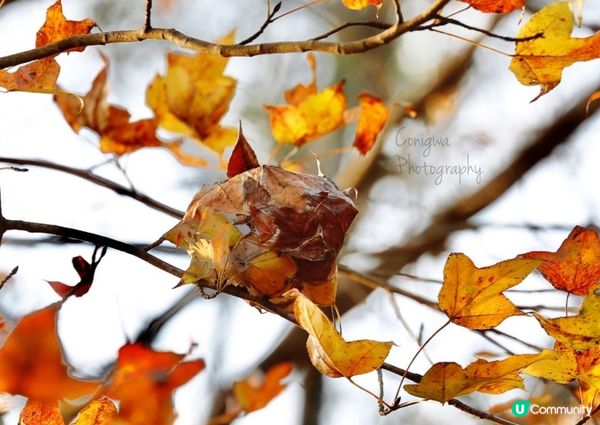 大棠紅葉🍁楓香林😍又到咗打卡嘅時候啦‼️