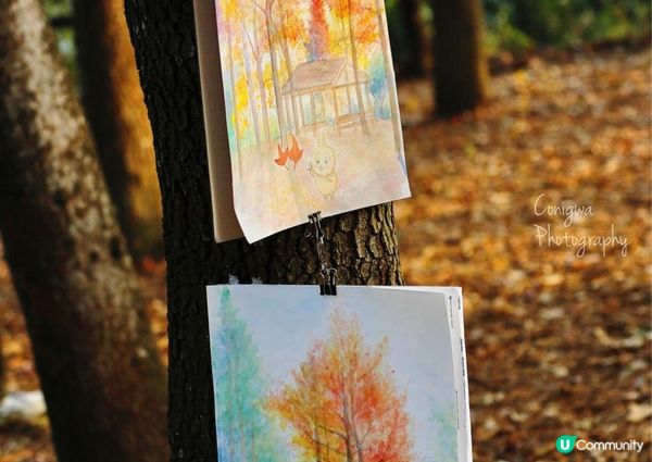 大棠紅葉🍁楓香林😍又到咗打卡嘅時候啦‼️