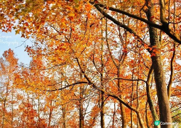 大棠紅葉🍁楓香林😍又到咗打卡嘅時候啦‼️