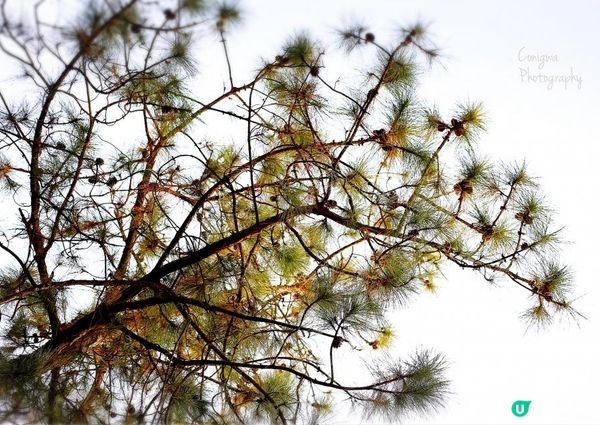 大棠紅葉🍁楓香林😍又到咗打卡嘅時候啦‼️