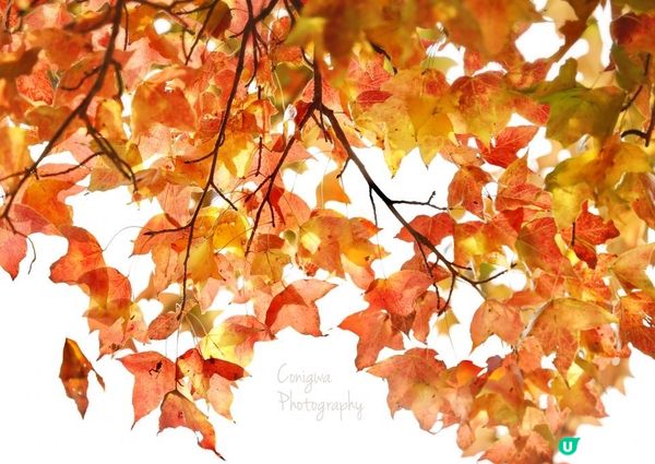 大棠紅葉🍁楓香林😍又到咗打卡嘅時候啦‼️