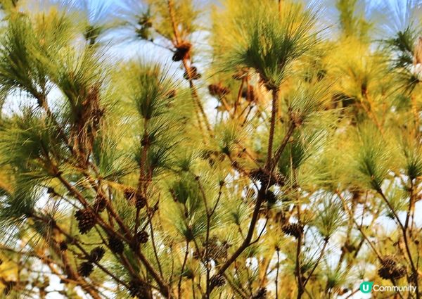 大棠紅葉🍁楓香林😍又到咗打卡嘅時候啦‼️