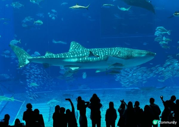 開心遊沖繩美麗海水族館！