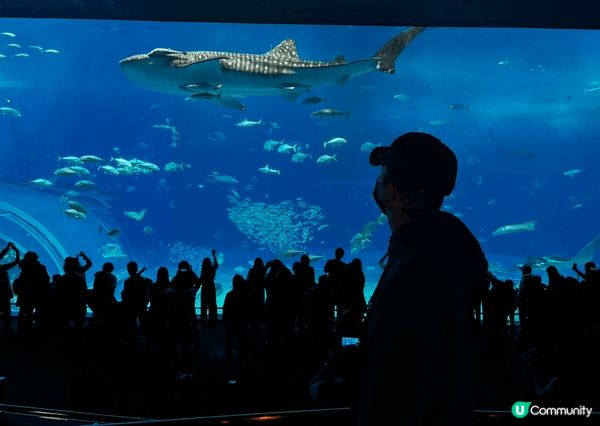 開心遊沖繩美麗海水族館！