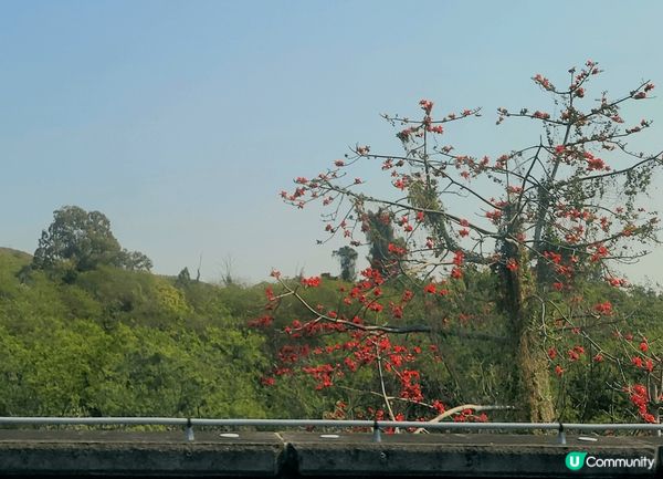 春天是百花齊放的季節，在長途火車旅途上，也欣賞到美麗大自然風...