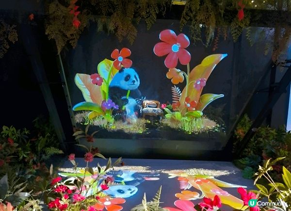 身為大熊貓迷，去旅行都不忘尋找大熊貓蹤影。路經安城Starf...