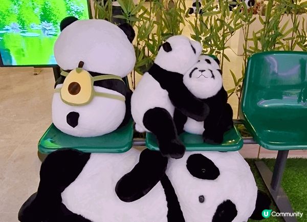 身為大熊貓迷，去旅行都不忘尋找大熊貓蹤影。路經安城Starf...