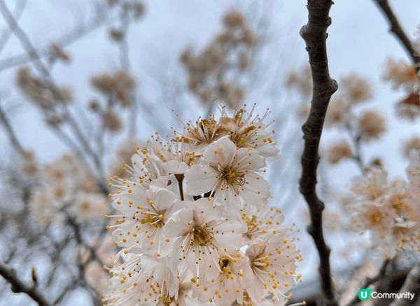 🏯渡月橋是嵐山必到景點！！！ 橋樑是沿用傳統造橋方式建造，融...