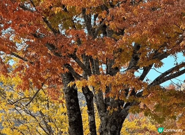 合掌村是一年四季都有不同風情,像我秋天去看到被橙紅色的楓葉包...