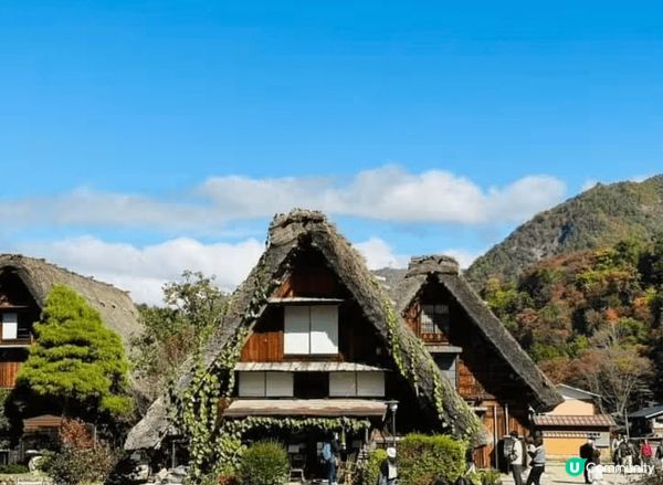 合掌村是一年四季都有不同風情,像我秋天去看到被橙紅色的楓葉包...