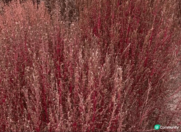 最鍾意十至十一月份去旅行，秋天季節唔會熱又唔會太凍，仲可以賞...