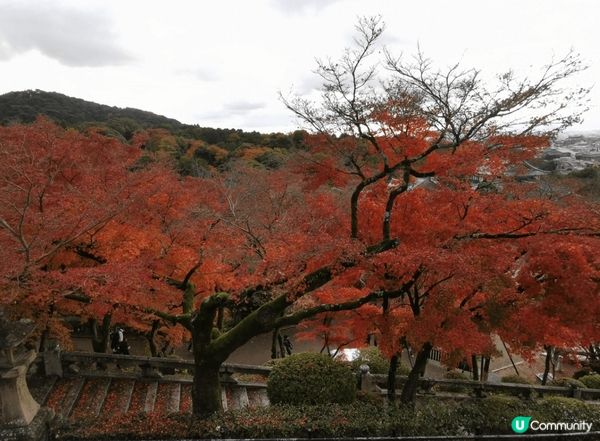 京都清水寺座落於音羽山之上，秋季正值紅葉季，與周圍茂密的紅葉...