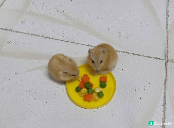 我家倉鼠，真係好可愛🤩🤩係布丁倉鼠來，細個金色，但大個左會變...