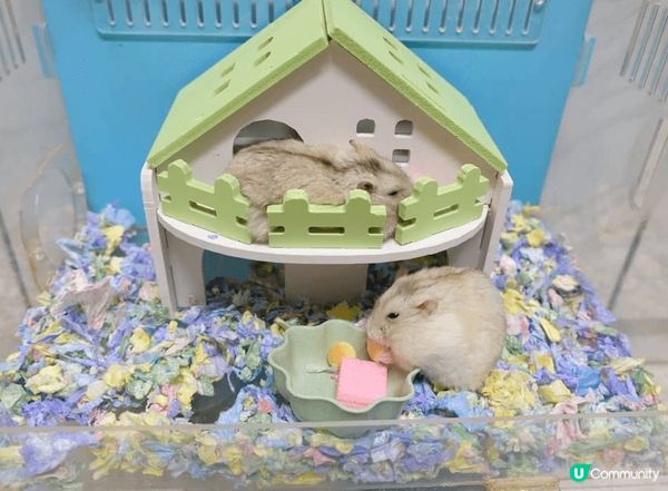 我家倉鼠，真係好可愛🤩🤩係布丁倉鼠來，細個金色，但大個左會變...