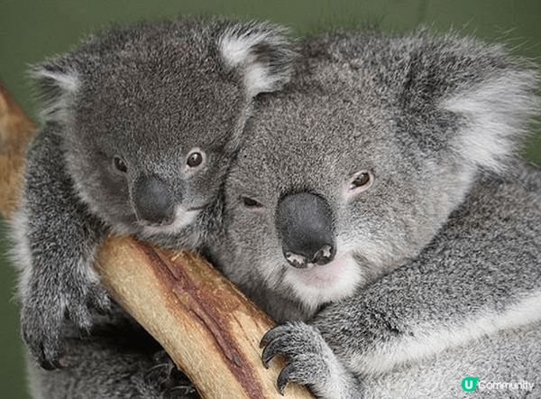 波諾朗野生動物園：動物天堂