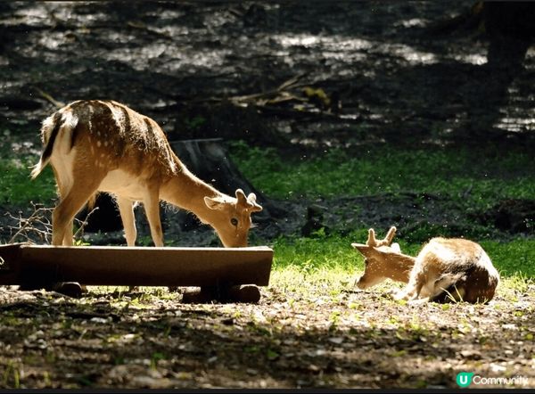 波諾朗野生動物園：動物天堂