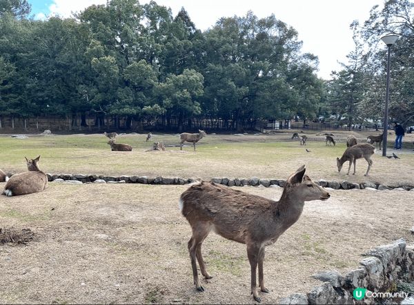位於日本奈良的奈良公園裡有很多可愛的鹿仔，😍每隻都很有禮貌，...