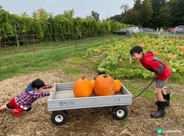 小朋友第一次去果園摘生果，見到滿樹紅蘋果好興奮，好奇伸手去摘...