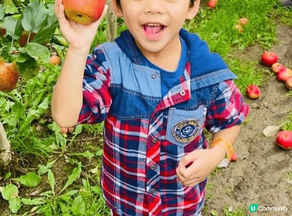 小朋友第一次去果園摘生果，見到滿樹紅蘋果好興奮，好奇伸手去摘...