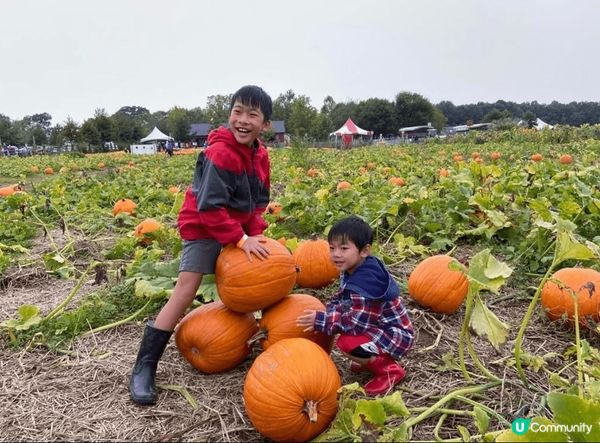 小朋友第一次去果園摘生果，見到滿樹紅蘋果好興奮，好奇伸手去摘...