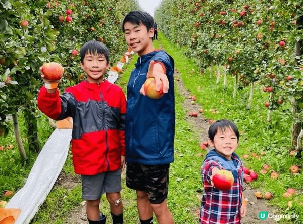 小朋友第一次去果園摘生果，見到滿樹紅蘋果好興奮，好奇伸手去摘...