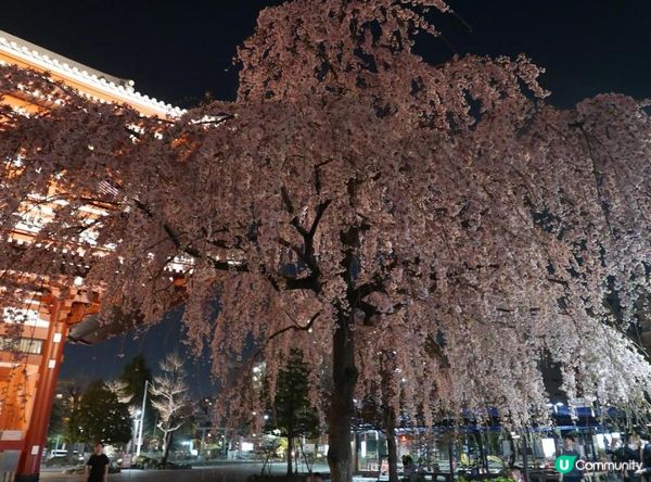 🇯🇵東京。夜遊淺草寺 雷門 x 夜櫻。