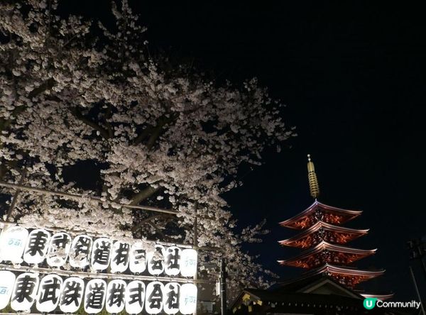 🇯🇵東京。夜遊淺草寺 雷門 x 夜櫻。