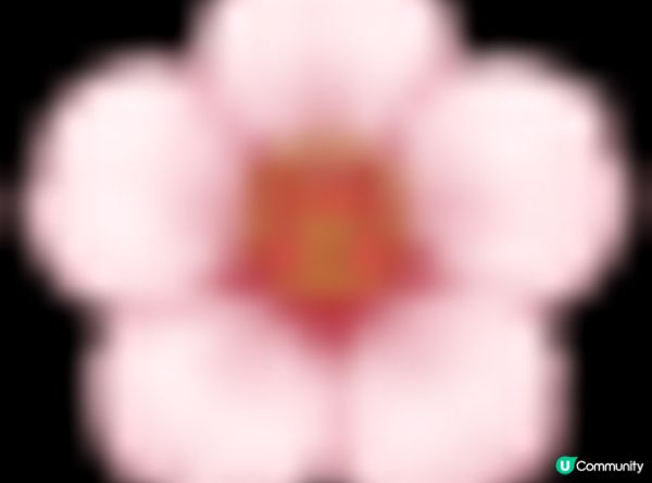 🇯🇵東京。夜遊淺草寺 雷門 x 夜櫻。