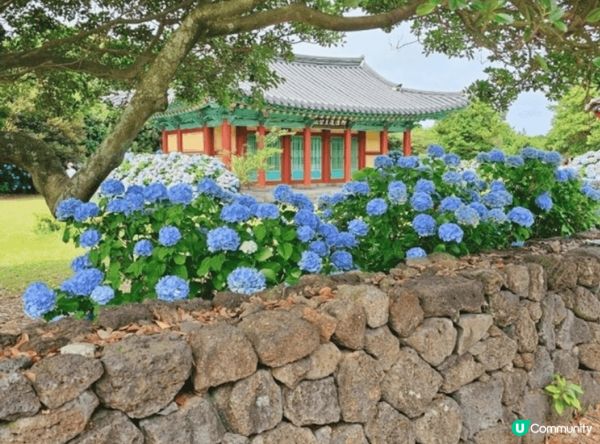 夏日打卡點必推濟州島繡球花路。繡球花盛放季節，各種顏色嘅繡球...